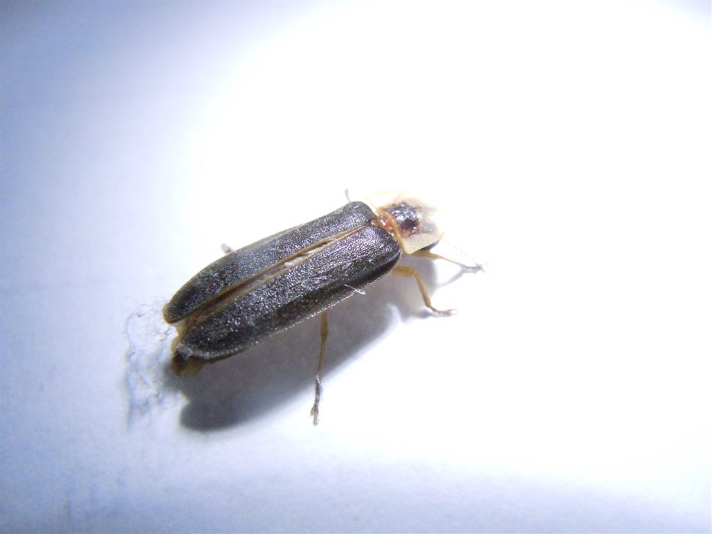 Lampyridae col casco